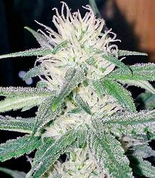 Sensi Seeds White Cheese feminisiert