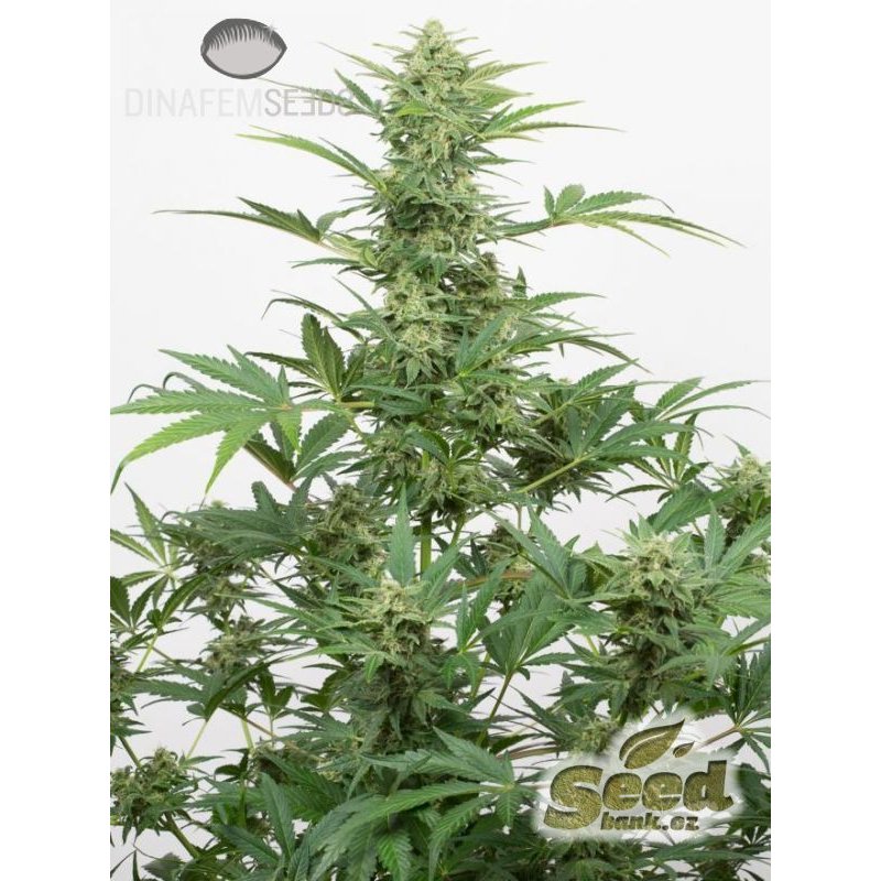 Dinafem Industrial Plant Autoflowering CBD Feminisiert Autoflower