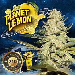 TH Seeds 710 Limited Planet Lemon, Feminisiert, 7 Stk