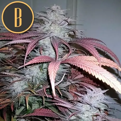 Blimburn Seeds Critical Daddy Purple Feminisiert