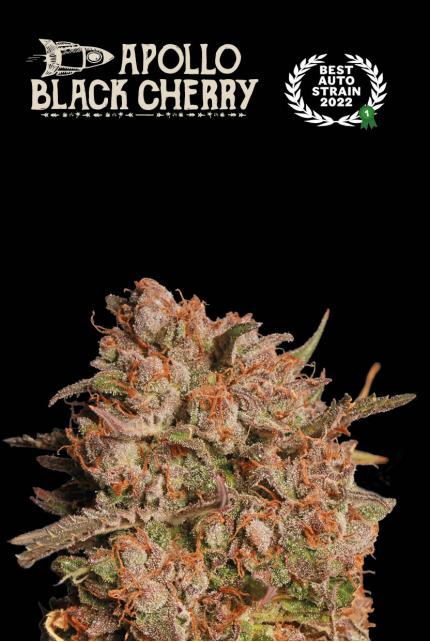 Seedstockers x Humboldt Apollo Black Cherry Auto Feminisiert Autoflower