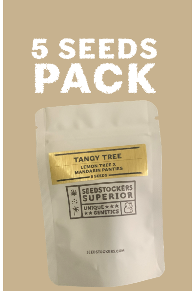 Seedstockers Tangy Tree Limited Feminisiert