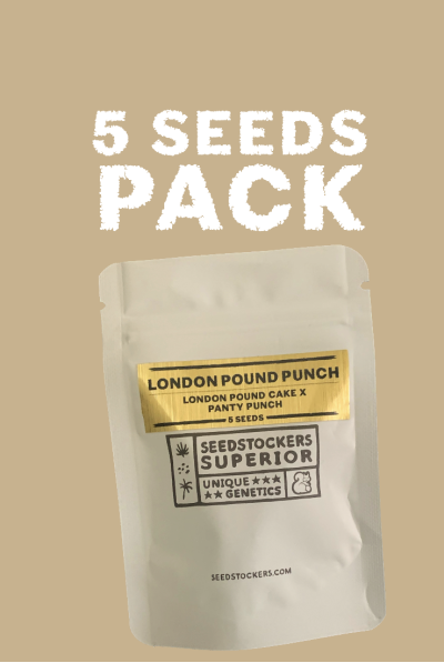 Seedstockers London Pound Punch Limited Feminisiert