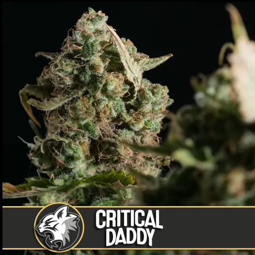 Blimburn Seeds Critical Daddy Purple Feminisiert