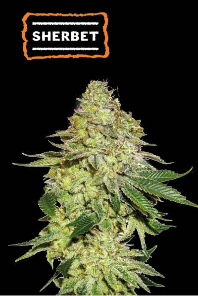 Seedstockers Sherbet, Feminisiert, 100 Stk