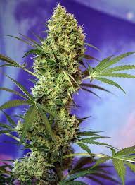 Sweet Seeds Auto Big Devil Feminisierte Autoflower