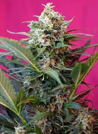 Sweet Seeds Auto Big Devil XL Feminisierte Autoflower