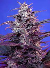 Sweet Seeds Auto Bloody Skunk Feminisierte Autoflower