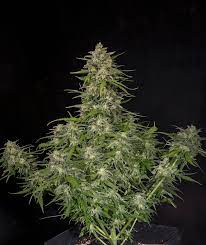 Sweet Seeds Auto Cream Mandarine Feminisiert Autoflower