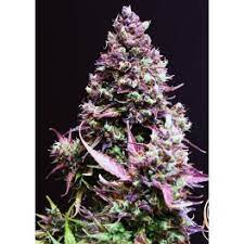 Sweet Seeds Auto Cream Caramel Feminisiert Autoflower