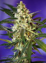 Sweet Seeds Auto Fast Bud #2 Feminisierte Autoflower