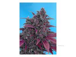 Sweet Seeds Auto Dark Devil, Feminisiert Autoflower, 3+1 Stk LLL