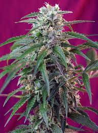 Sweet Seeds Auto Green Poison Feminisiert Autoflower