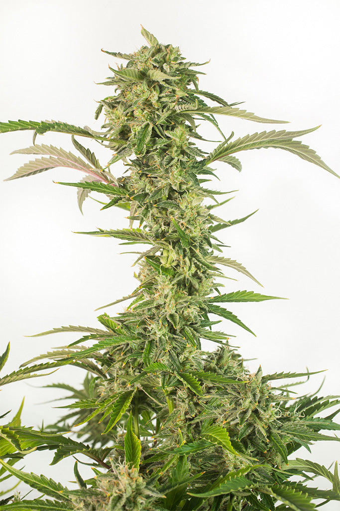 Dinafem OG Kush Autoflowering CBD Feminisiert