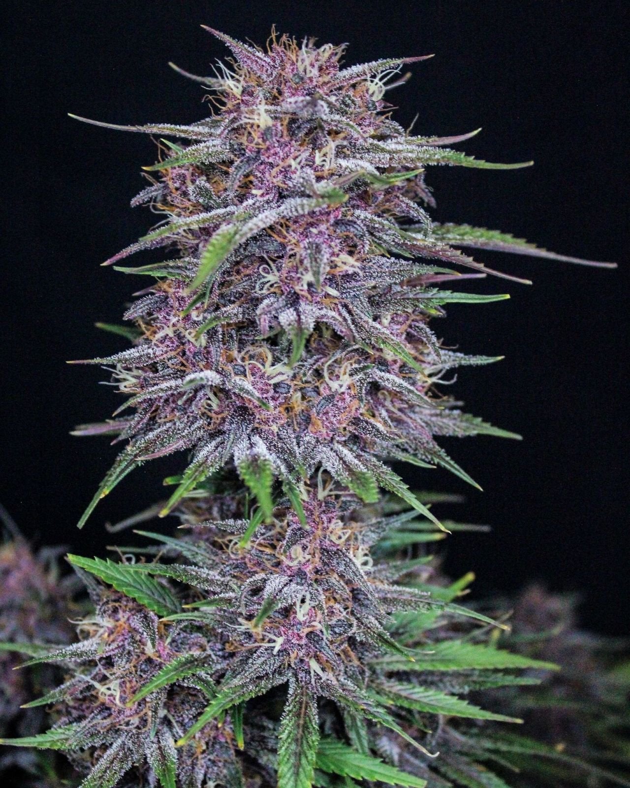 KOSTENLOSES Fast Buds Banana Purple Punch-GESCHENK