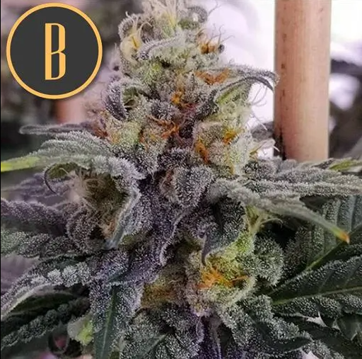 Blimburn Seeds Chemdog#4 Feminisiert