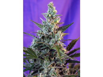 Sweet Seeds Auto Sweet Skunk Feminisierte Autoflower