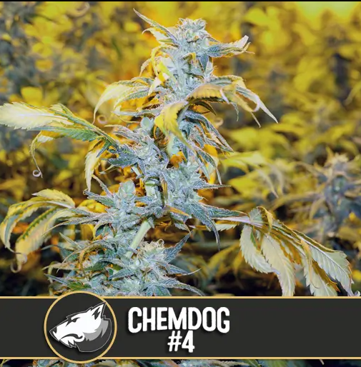 Blimburn Seeds Chemdog#4 Feminisiert