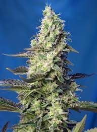 Sweet Seeds Auto Green Poison XL Feminisierte Autoflower