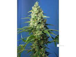 Sweet Seeds Auto Honey Peach CBD Autoflower Feminisiert