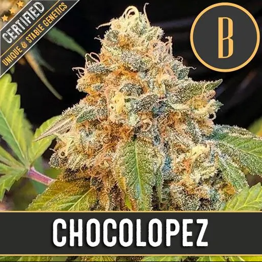 Blimburn Seeds Chocolopez Feminisiert