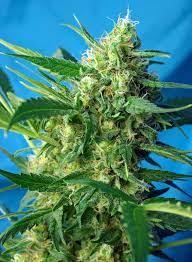 Sweet Seeds Auto NYC Diesel Autoflower Feminisiert