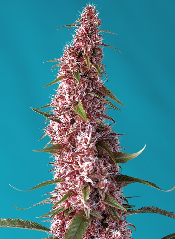 Sweet Seeds Auto Red Pure CBD Autoflower Feminisiert