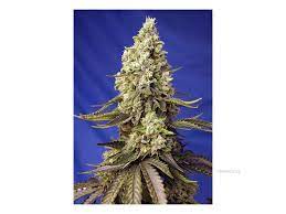 Sweet Seeds Auto Runtz XL Autoflower Feminisiert