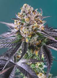 Sweet Seeds Auto Red Strawberry Banana Autoflower Feminisiert