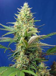 Sweet Seeds Auto Sweet Pure CBD Feminisiert Autoflower