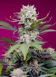 Sweet Seeds Auto Sweet Mandarine Zkittlez XL feminisiert