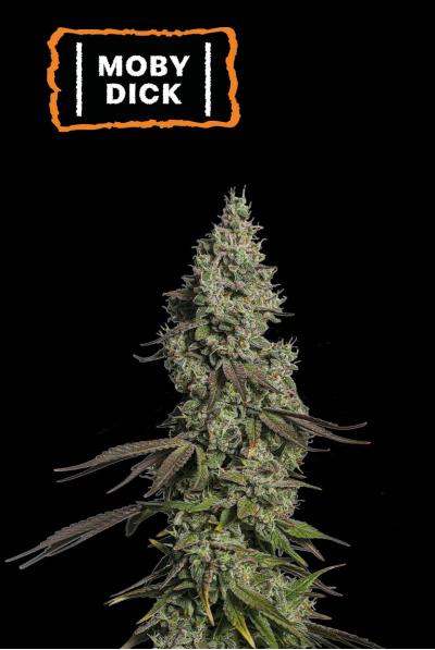 Seedstockers Moby Dick Auto, Feminisiert Autoflower, 1Stk