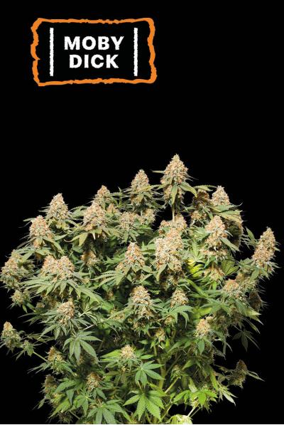 Seedstockers Moby Dick, Feminisiert, 1Stk