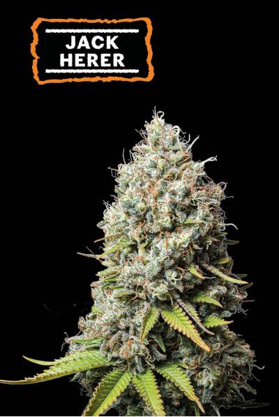 Seedstockers Jack Herer, Feminisiert, 1Stk