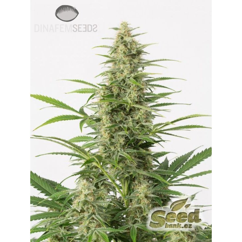 Dinafem Sour Diesel Autoflowering Feminisiert Autoflower