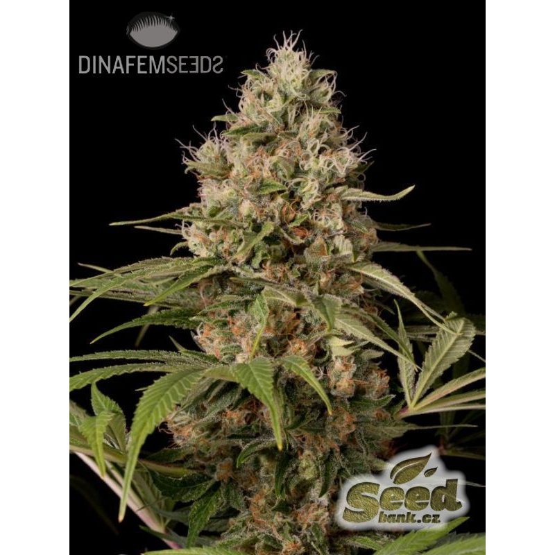 Dinafem Shark Shock CBD feminisiert