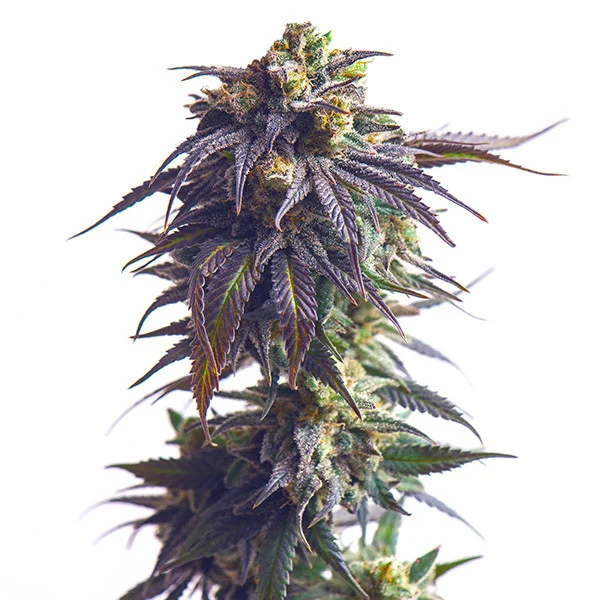 Royal Queen Seeds Sundae Driver, feminisiert