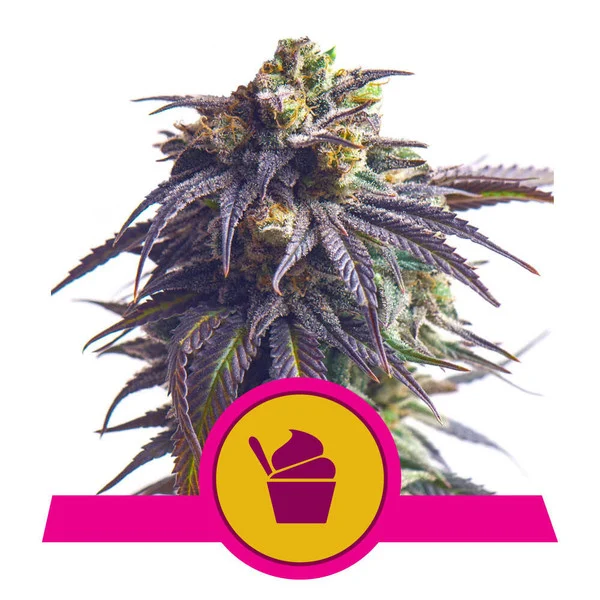 Royal Queen Seeds Sundae Driver, feminisiert