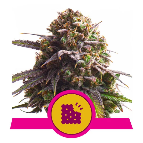 Royal Queen Seeds Biscotti, feminisiert