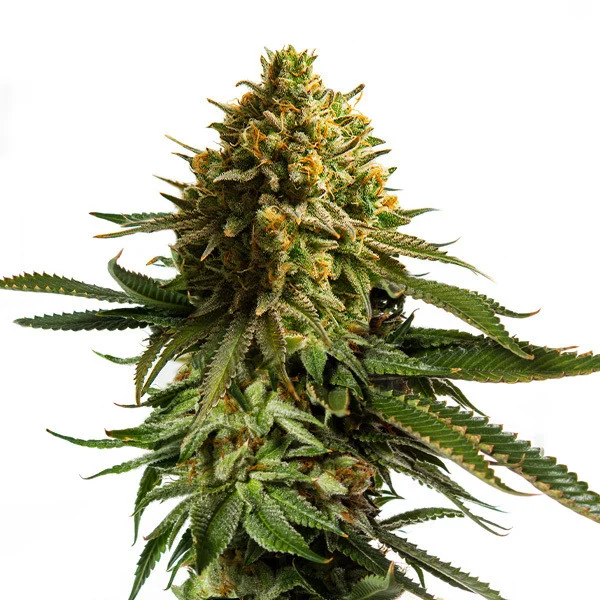 Royal Queen Seeds Wedding Cake, feminisiert