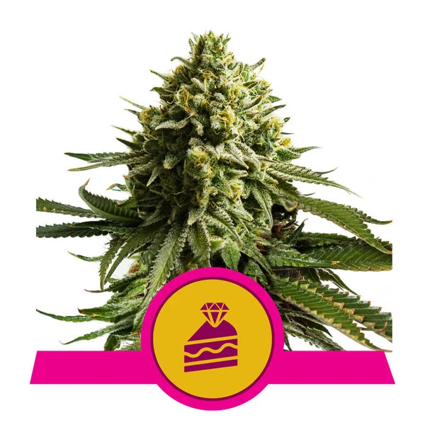 Royal Queen Seeds Wedding Cake, feminisiert