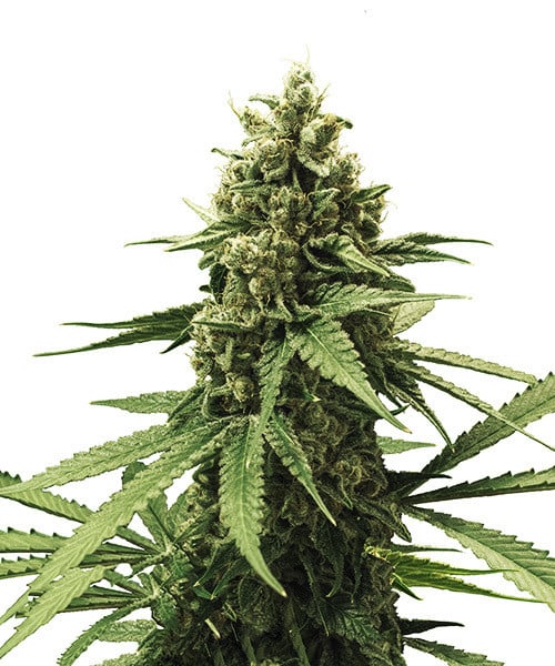 Royal Queen Seeds Apple Fritter, feminisiert