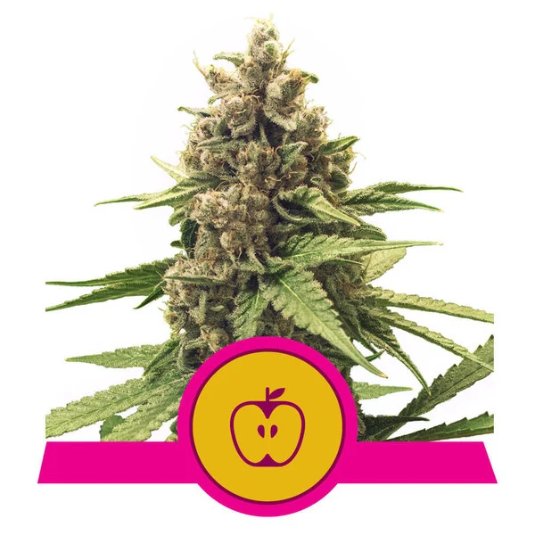 Royal Queen Seeds Apple Fritter, feminisiert