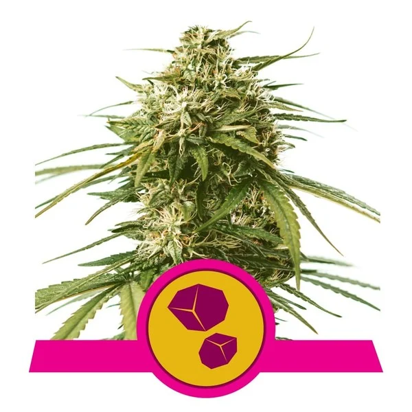 Royal Queen Seeds Gushers, feminisiert