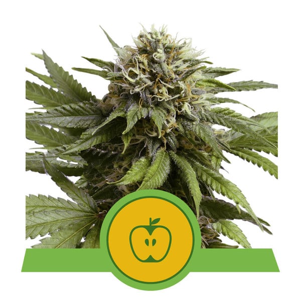 Royal Queen Seeds Apple Fritter Auto, feminisierte Autoflower