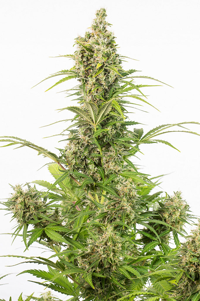 Dinafem White Widow Autoflowering CBD Feminisiert