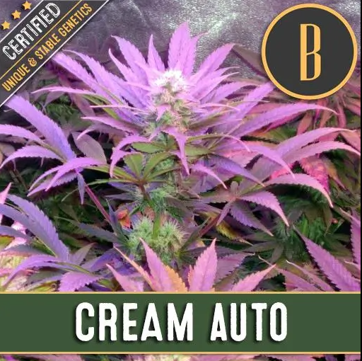 Blimburn Seeds Cream Auto Feminisiert Autoflower