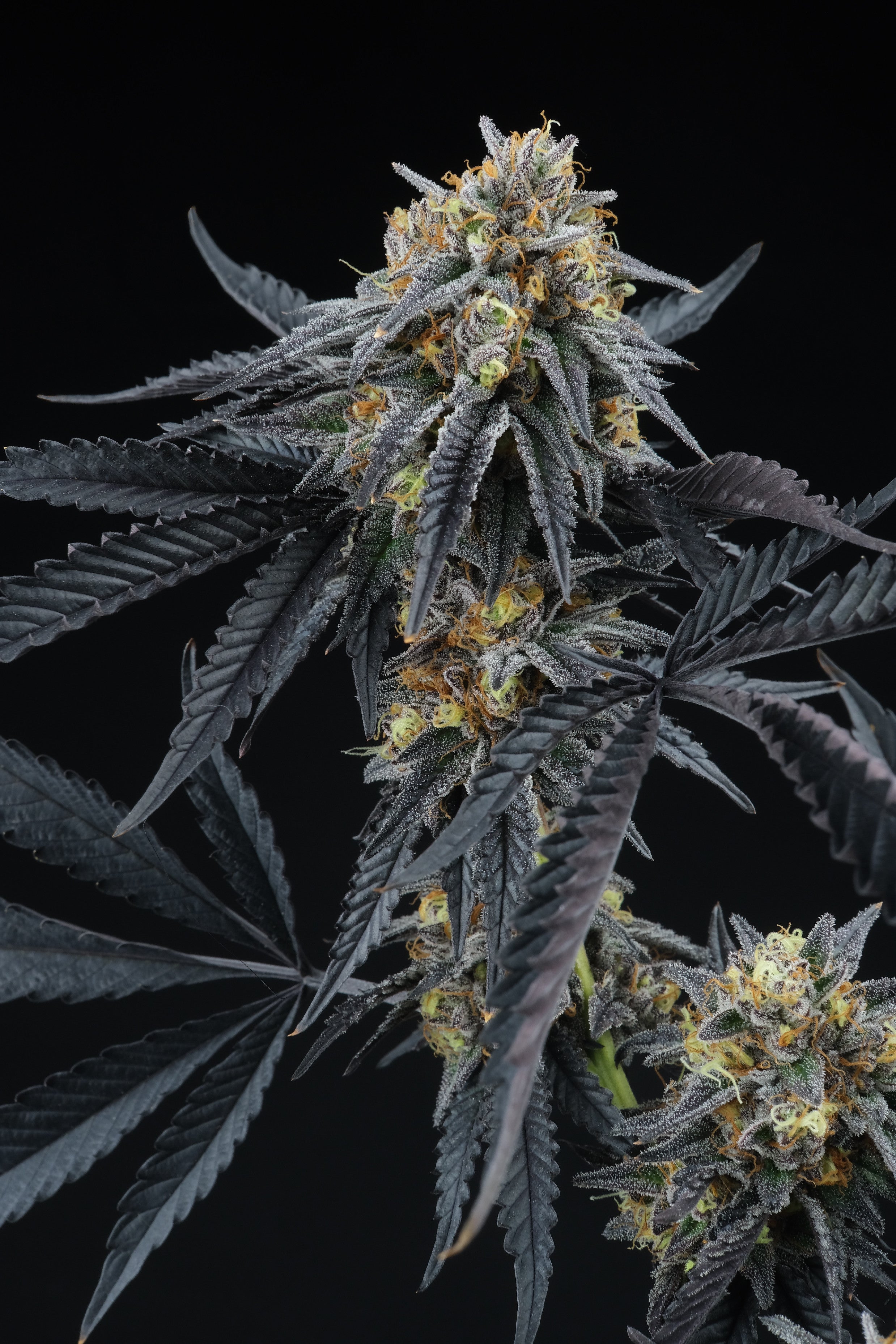 Perfect Tree Seeds Peach Sherbet OG Feminisiert 6 Stk