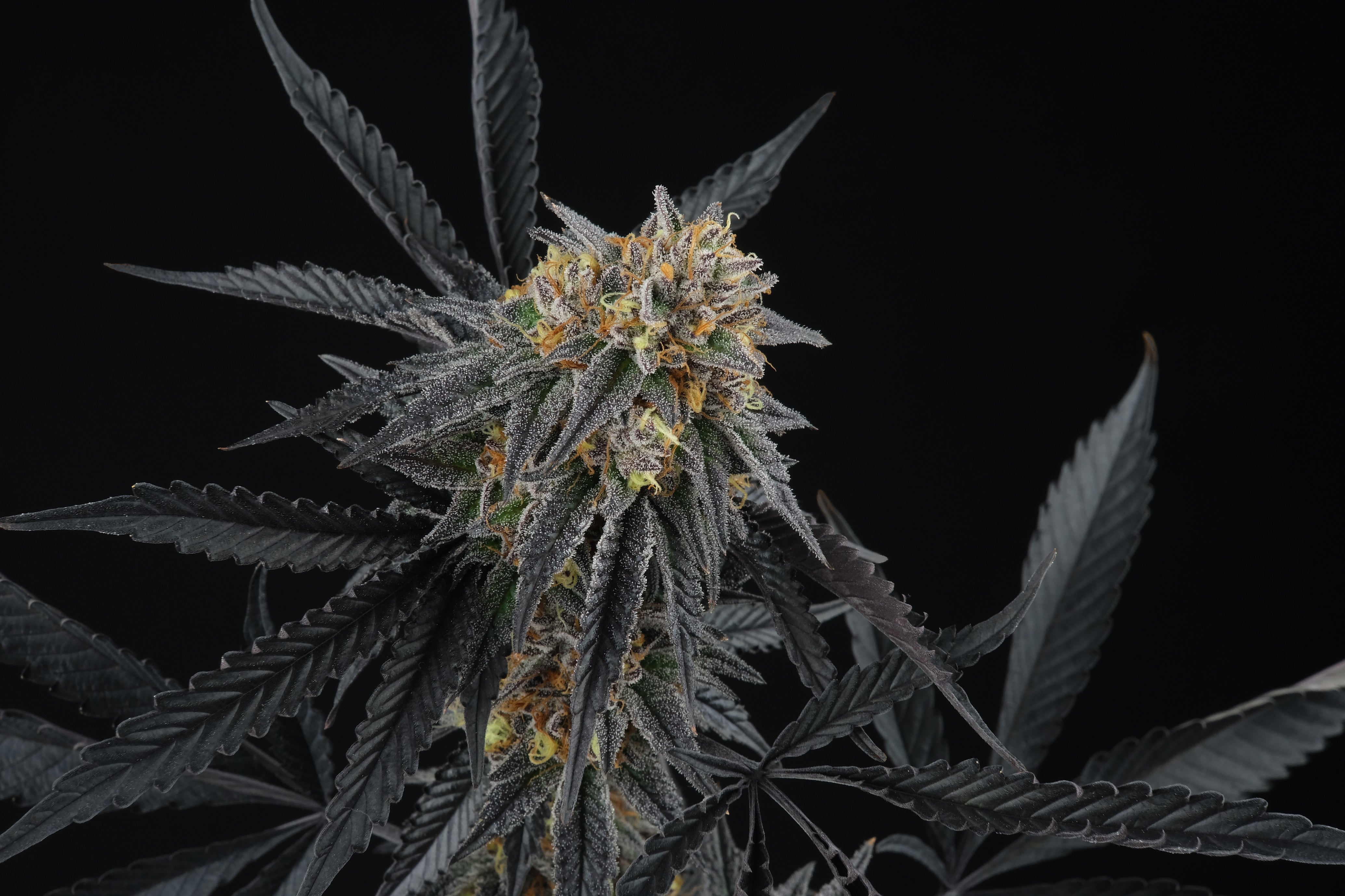 Perfect Tree Seeds Peach Sherbet OG Feminisiert 6 Stk