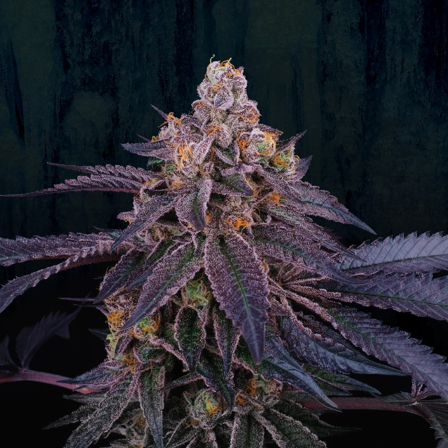 Perfect Tree Seeds Granita Feminisiert 6 Stk